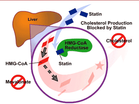 Figure 2. In the liver, cholesterol is synthesized through a process of five steps. The second step is the conversion of HMG-CoA into Mevalonate. Simvastatin inhibits this step by attaching to HMG-CoA reductase, keeping it from binding with HMG-CoA. HMG-CoA is unable to convert into mevalonate when HMG-CoA reductase is not available, therefore the production of cholesterol is inhibited.