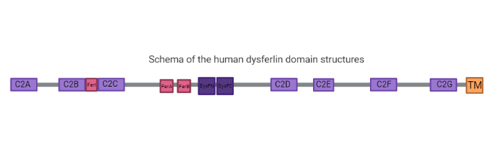 Image:Schema_of_the_human_dysferlin_domain_structures_(2).png