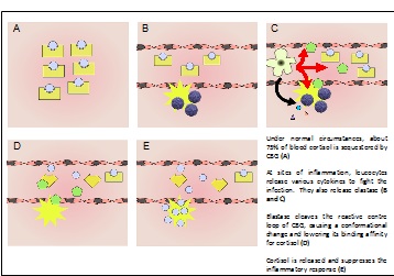 Proposed mechanism of cortisol release at sites of inflammation