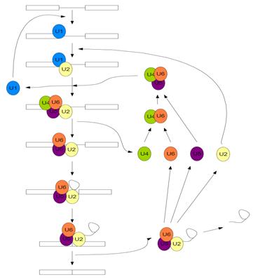 Figure 1.  Assembly and disassembly of the spliceosome in Saccharomyces cerevisiae (after Staley and Guthrie 1998 )