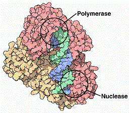 Image:RT polymerase+nuclease.gif