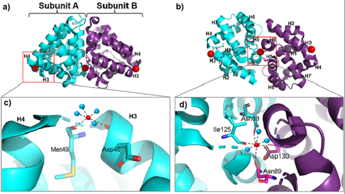 Figure 3. General structure of the Fel d 1 tetramer. (a) Schematic view of the Fel d 1 tetramer. The two heterodimeric subunits A and B, each composed of the linked 1 and 2 chains, that form the tetramer are cyan and purple, respectively. The three Ca2+ ions are indicated as red balls. (b) Schematic view of the Fel d 1 tetramer following an approximately 90° rotation about the horizontal axis. (c) Calcium binding sites 1 and 2. (d) Calcium binding site 3. (Figure made in PyMOL 2.5.2 software)