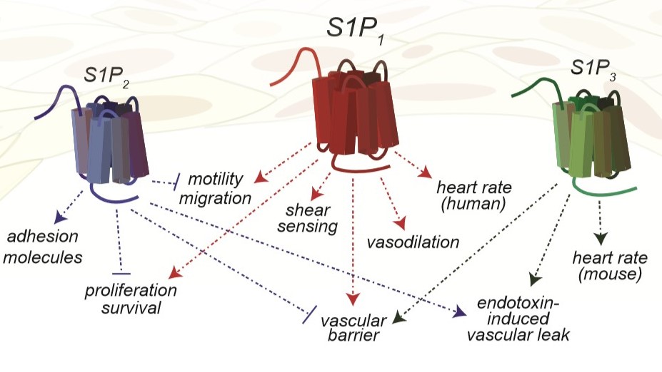 Fig19: Expression of S1PR and responses by endothelial cells Endothelial cells express S1P1, S1P2, and S1P3 protein. Endothelial cells may express different S1PR depending on activation status(1).