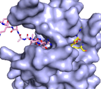 Figure 3: Gif-image of histone substrate (pink sticks) bound on one side of SET7/9 with the lysine target in the active site channel approaching S-adenosyl homocysteine (yellow sticks) bound on the opposite surface. The video was made using PyMOL, then converted to gif format using EZgif.