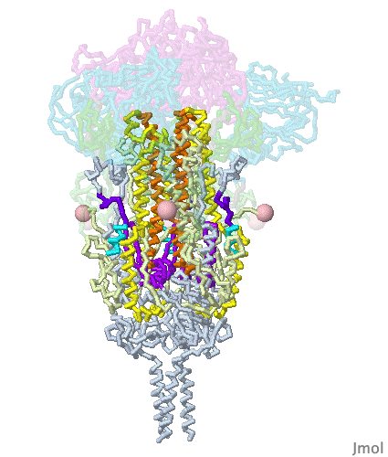 Image:SARS-CoV-2-spike-protein-6xr8-S1-translucent-from-Proteopedia.Org.gif