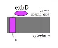 The Structure of ExbD