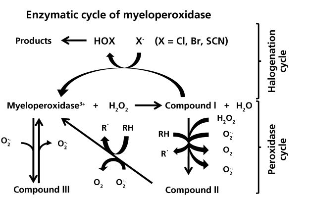 Image:Enzymatic_processes_of_myeloperoxidase.JPG