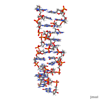 Z DNA  Proteopedia life in 3D