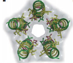 Fig. 2. Top view of GLIC M2 helices