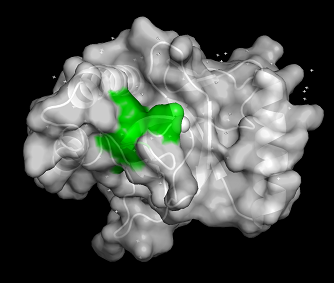 Figure 2: Surface of 3PFS with PWWP motif(green) is indicated. generated in PyMOL using PDB: 3PFS