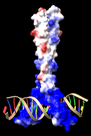 Image:5t01-epm-protein-chimerax-180px.png