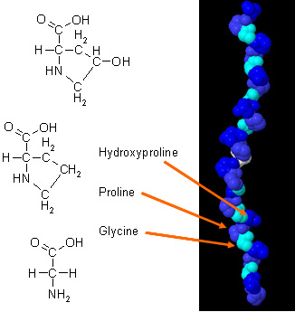 Figure 1.  Amino Acid residues in collagen. Gly, Pro and Hydroxyproline residues present in a collagen molecule .