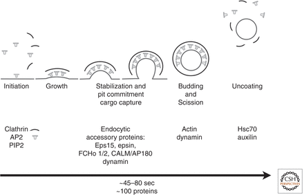 Figure 3. Formation and dissociation of a canonical, endocytitic clathrin-coated pit.