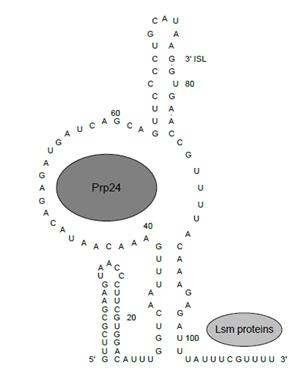 Figure 3.  Proposed secondary structure of U6 snRNP, with Prp24 stabilizing a large internal bulge on the central stem and the seven Lsm proteins forming a ring around the 3' end of the U6 snRNA (after Karaduman et al. 2006 )