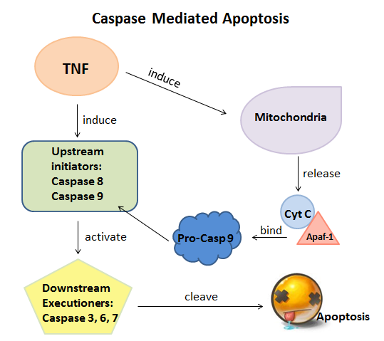 Image:Caspase mediated apoptosis.PNG
