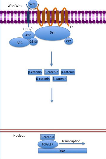 Image:Canonical Wnt pathway with Wnt..jpg