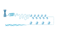 Visual illustrating the NCP compacting DNA into higher order chromatin structure.