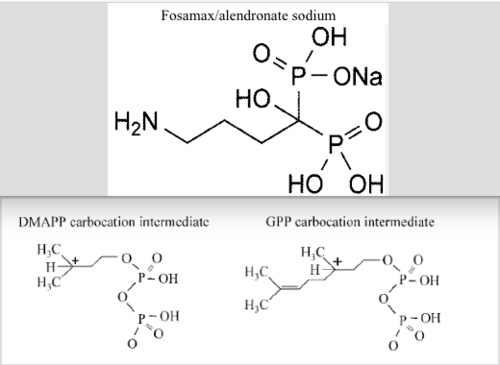 Figure 5. Comparison between the structure of the carbocation transition states of DMAPP and GPP to the nitrogen-containing bisphosphonate alendronate. Close similarity suggests that Fosamax acts as carbocation transition state analog of isoprenoid diphosphates .