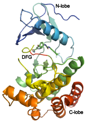 A crystal structure of B-Raf kinase domain in complex with BAY43-9006(PDB id 1uwh), DFG motif is highlighted in red