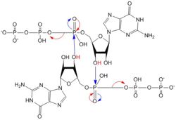 Figure 5: Mechanism of c-di-GMP synthesis. Addition arrows are shown in blue and elimination arrows are shown in red.