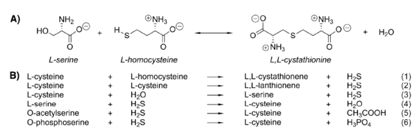 left Reactions catalyzed by CBS. (A) Canonical reaction of CBS. (B) CBS reactions that generate or utilize H2S.