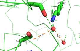 Figure 4: FAAH catalytic site with water molecules bound; Protein in green, Water molecules as red spheres, Measurements in orange