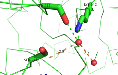 Figure3: FAAH catalytic site with water molecules bound; Protein in green, Water molecules as red spheres, Measurements in orange