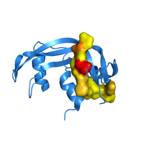 Semisynthetic RNase A. The synthetic peptide analog, RNase 111-118, is colored according to hydrophilicity. Yellow areas are comprised of hydrophobic residues. Red and brown segments are negatively and positively charged residues, respectively.