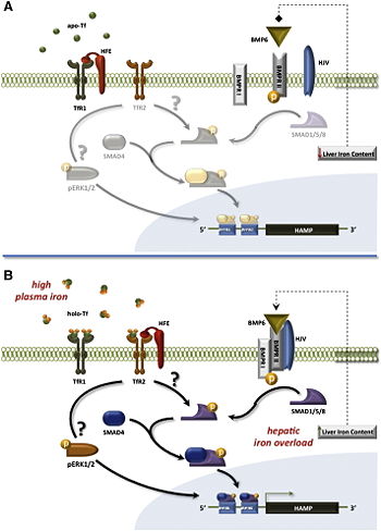 Model of iron absorption regulation through HFE and BMP6-SMAD pathway