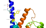 Fig. 2: Stalk stabilized by salt bridge between Glu133-Lys136. Residues in yellow are demonstrated to have an effect on ligand binding affinity.