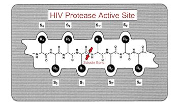 HIV protease active site