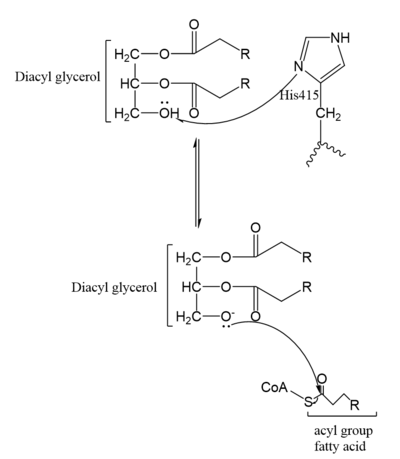 Figure 5. Mechanism for DGAT1
