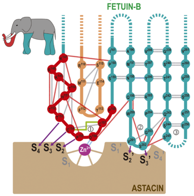Scheme of the proposed “raised elephant-trunk model”. The CPDCP-trunk (1) would be the raised trunk (in red) and hairpin I (2) and II (3) the two front and back limbs (in turquoise), respectively (see top-left inset). The trunk contacts the catalytic zinc ion (magenta sphere) of astacin (in brown) by residues nestling into cleft sub-sites S4, S3, S2, S2’, and S3’, as shown by purple arrows. Dashed lines stand for distantly connected segments or disordered loops. Hydrogen bonds between main-chain atoms, between side- and main-chain atoms, and between side chains are shown as grey, red and blue dashed lines, respectively. The electrostatic interaction between the catalytic zinc and D156 is in light blue. The disulfide connecting the CPDCP-trunk is shown as a green solid line.