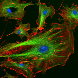 Direct Immuno fluorescence Antibody labeling