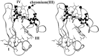 Figure 1: The binding of chromate (-2) to the active site causes a conformational change in Cc7, resulting in the repositioning of heme groups I, III, and IV which induces reductase enzymatic activity.