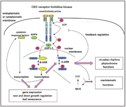 CKI1 acts as constitutively active histidine-kinaze in MSP signaling in Arabidopsis.