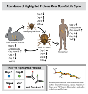 Figure 1: Abundance of Highlighted Proteins Over Borrelia Life Cycle.