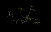 Figure 1. A close-up of the zinc coordination site of Shh-N, showing His 141, Asp 148, and His 183 separated by distances of 2.06, 1.97, and 2.08 Å, respectively. The zinc-bound water molecule is also shown in line with Glu 177, which is thought to participate in hydrolysis by abstracting a proton from the water molecule.