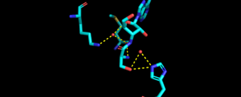 Representative image of editing domain that demonstrates amino acid important in binding and hydrolyzing serine-tRNA(thr). Note, the amino acids highlighted in light blue are the amino acid important for hydrolysis (His-73, Met181, and Lys 156). Also  not shown is Tyr103 who plays an important role in changing tRNA acceptor stem from catalytic domain to editing domain.