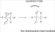 Figure 4: Formation of the tetrahedral intermediate thioester oxygen atom. The oxyanion hole is formed by two main chain NH-groups, from residues Cys89 and Gly380.