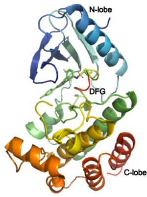 A crystal structure of B-Raf kinase domain in complex with Vemurafenib(PDB id 4rzv), DFG motif is highlighted in red