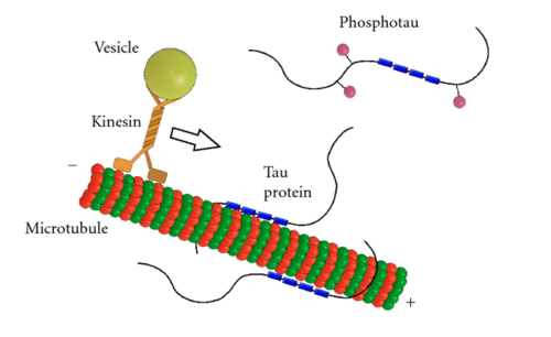 Role of human tau in stabilization of microtubules through tubulin binding domains (blue). Phosphorylation (pink) of tau can directly regulate its interaction with microtubules and its role in axonal transport 