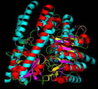 DOPA decarboxylase superimposed on aspartate aminotransferase