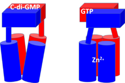 Figure 3: Diagram of DgcZ. DgcZ is shown in its active (left) and inactive (right) conformations. The boxes represent the GGEEF domains of the enzyme, while the cylinders represent the alpha helices of the CZB domains where the Zinc binding sites are located[3]. Binding Zn+2 inactivates the enzyme, disrupting the active conformation of the GGEEF domains by not allowing the GTP molecules to react. The red and blue sections represent the two monomers of the symmetric homodimer.