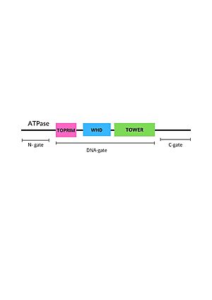 Positions of DNA gate domains in Topoisomesase IIα (human) (IIA)