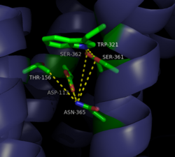 Figure 2: Closed form of sodium binding pocket that caps the entrance of sodium into the top of the binding pocket. (PDB Code:4XEE)