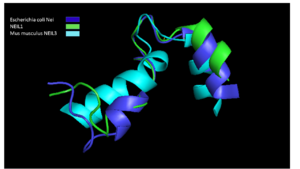 Figure 3. Alignment of the alpha-B-alpha-C helices from different NEIL enzymes. Analysis of the α-B-α-C from MmuNeil3 with that of NEIL1 (residues 126–151) and bacteriial nei (residue 113–145) confirms why 8-oxo-G cannot be recognized easily