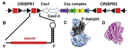 Fig. 1  (A) Schematic representation of the CRISPR/Cas gene clusters of P. aeruginosa. The CRISPR repeats and spacers are represented as black triangles and red squares, respectively. The Cas2 protein in this system is fused as a domain in the Cas3 protein. The four Csy proteins consisting of the Csy complex (Csy1-4) are consecutively arranged in the genome and colored in purple, green, yellow and slate, respectively. (B) Close view of the schematic model of a mature crRNA with the spacer colored in red and repeat sequence in black. (C) The density of Csy4-crRNA hairpin head and the fitted atomic model. The Csy4 protein is represented by slate ribbons and the crRNA 3′-hairpin is highlighted in black. (D) Representative density of AcrF1 and the refined atomic model. The model is shown as ribbons and the density map shows clear side chain features. From 