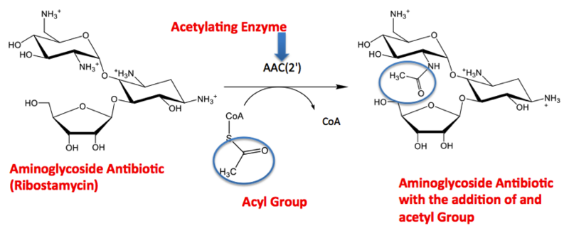 Image:Acetylation reconstruction.png