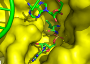 Active site with leucyl adenylate analog and A76